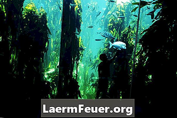 Millised on head Tetra akvaariumi kaaslased?