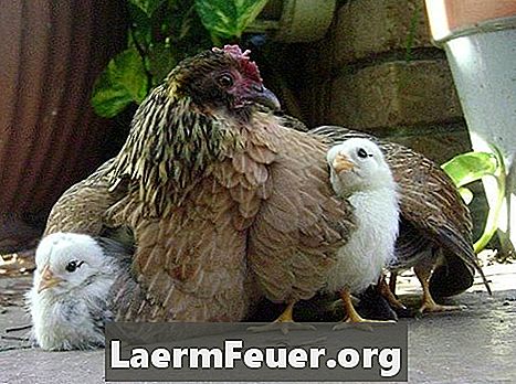 Ποιες είναι οι επιπτώσεις της κόπρου κοτόπουλου στις φυτείες;