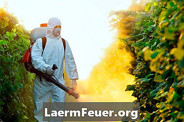 Hva er herbicider for viltløk?