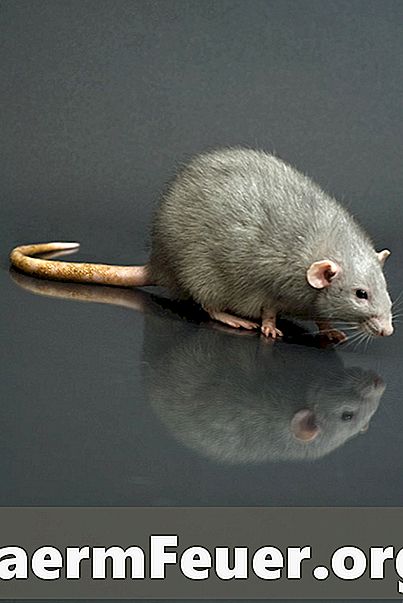 Kakšne so nevarnosti čiščenja iztrebkov podgan?