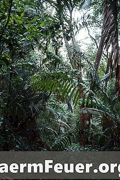 Quais são os três tipos de produtores encontrados na floresta tropical?