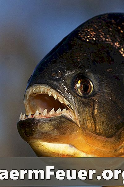 Hva slags piranhas lever i elver?