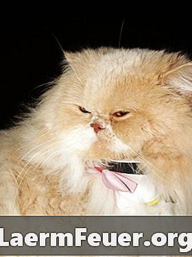 Vad är orsaken till överskott av bukfett i en katt?
