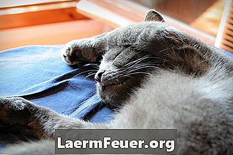 Vilken över-the-counter diarrémedicinering kan jag ge till min katt och kattunge?