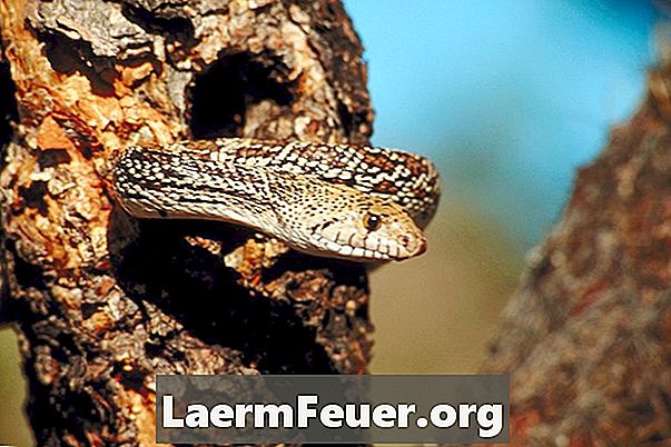 Hvad er slangetyrens svangerskabsperiode?