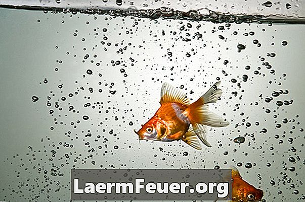Welcher Fischreiniger eignet sich zur Reinigung eines Goldfisch-Aquariums?
