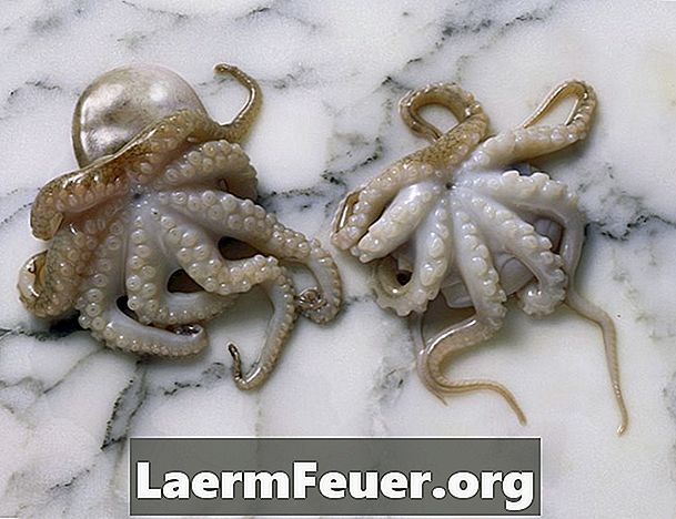 Kāda veida astoņkāji dzīvo Atlantijas okeānā?