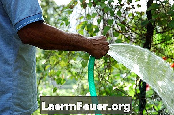 Колко вода трябва да се даде на плодното дърво?