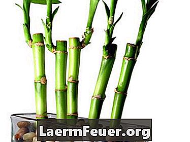 Quanta água um bambu da sorte precisa?