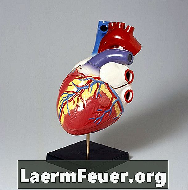 Ile tętnic znajduje się w ludzkim sercu?