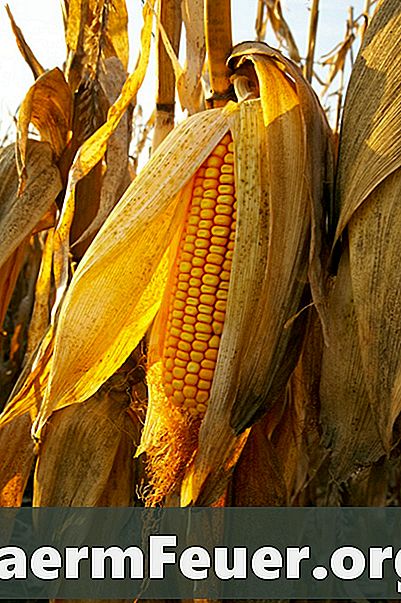 Ile uszu może wyprodukować roślina kukurydzy?