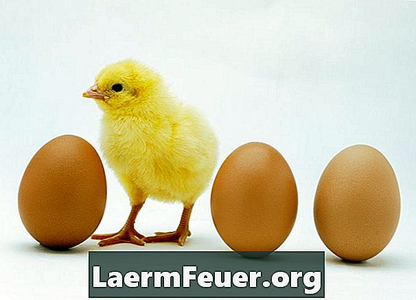 Wie lange dauert das Inkubieren eines Hühnereis?
