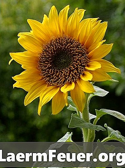Berapa lamakah biji bunga matahari bersedia untuk menuai?
