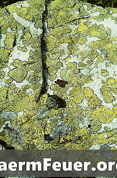 Ce organisme formează lichenii?