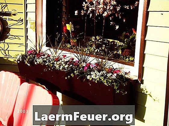 Welke soorten bloemen plant u in dozen aan het raam?