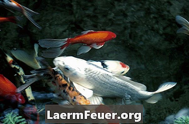 Hvilke typer fisk spiser vann linser?