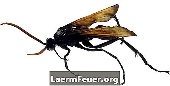 Que tipos de vespas fazem tocas no solo?