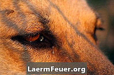 Razones para hinchazón en los tejidos alrededor de los ojos en perros