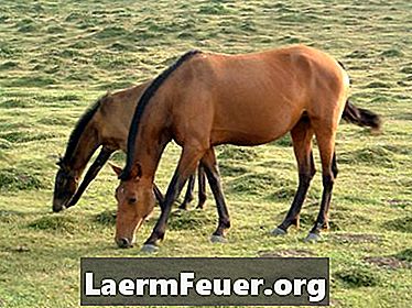 Reação adversa de fembendazol em cavalos