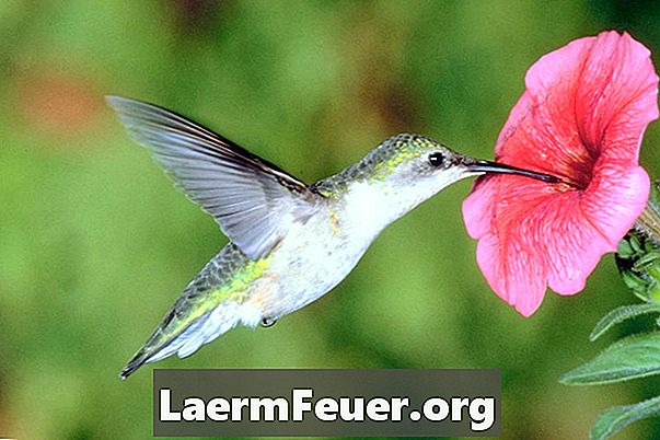 Opskrift at fodre en kolibri