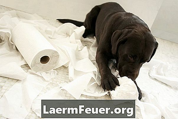 Haupthilfsmittel bei Hundekolitis