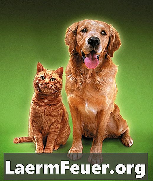 Ομοιοπαθητική θεραπεία για ακάρεα στα σκυλιά και τις γάτες