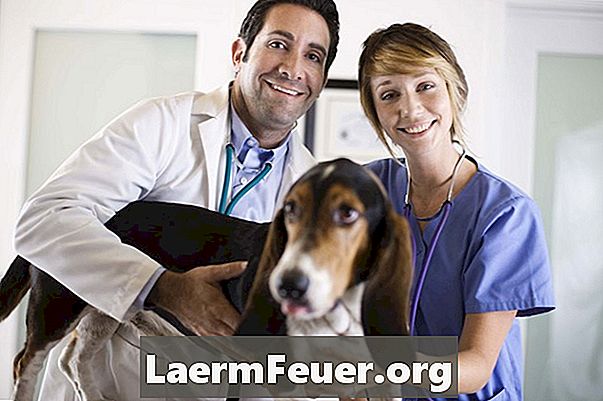 Canine Worm Remedy