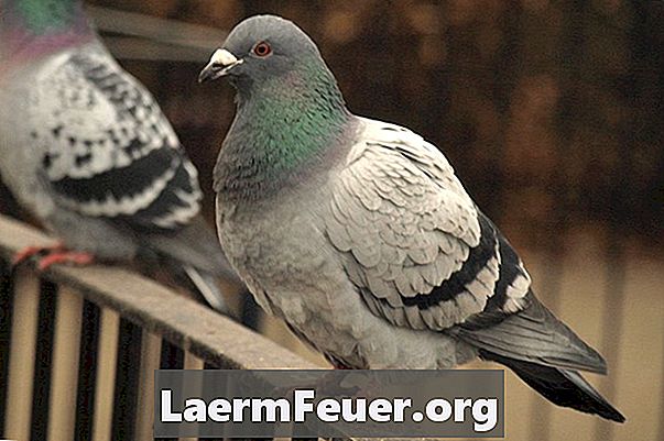 Domácí prostředky: Jak se zbavit holubů