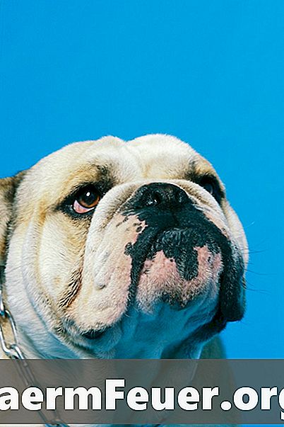Hjem Remedies for ansikts allergier i engelsk Bulldog