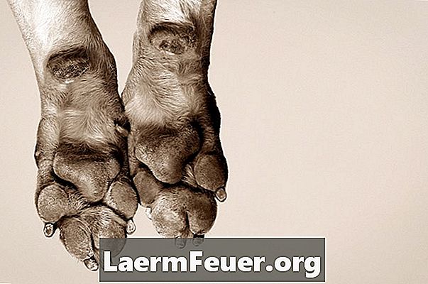 Hjem Remedies for Burns on Dog Paws