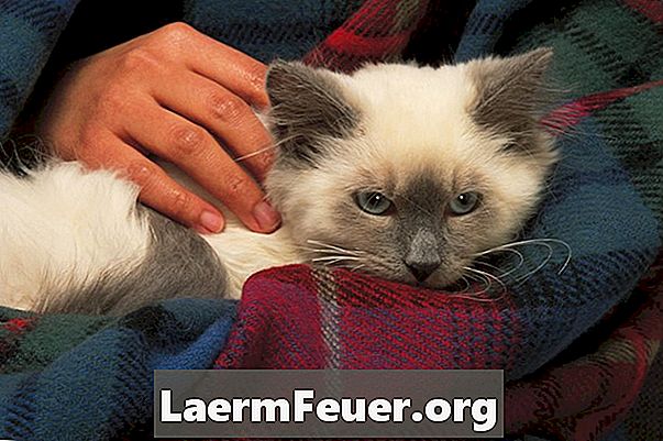 العلاجات الطبيعية للبراغيث على القطط لمدة شهرين