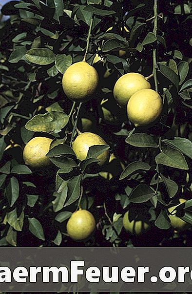 Naturlig Remedies for Citron Mite i Sitron Tree