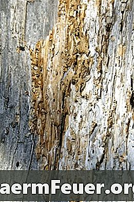 Natuurlijke remedies voor termietenlarven