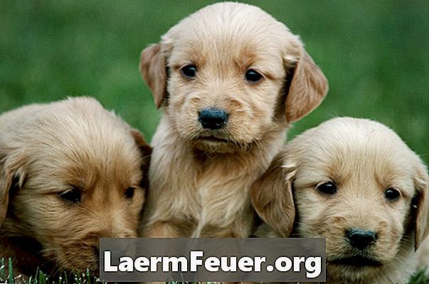 Remédios para cães com sintomas de parvovirose