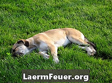 Verwijder gele vlekken en geuren van hondenurine op gras