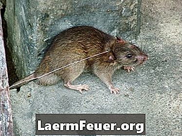 Avlägsnande av avföring från råttor