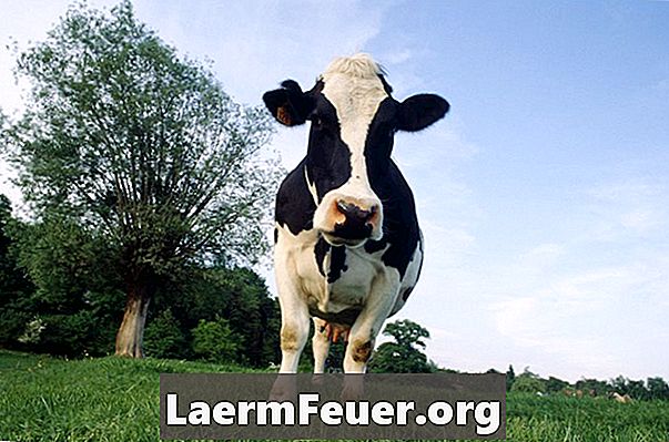 Kan en ko producera mjölk utan att ha en kalva?