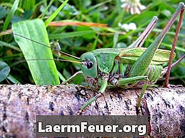 Naturavstøtende for insekter og gresshopper