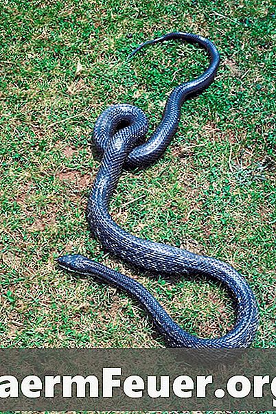 Les répulsifs de serpent fonctionnent-ils vraiment?