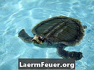 Atem von Meeresschildkröten