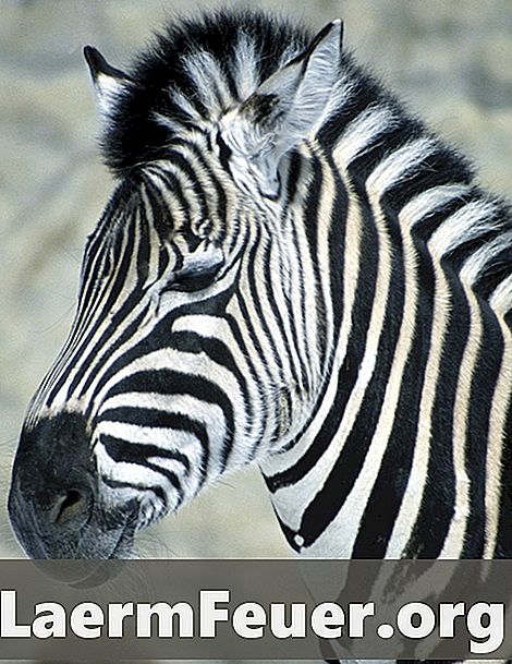 Zebras elpošana