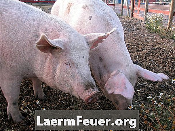 돼지에 푸줏간 주인이하는 상처는 무엇입니까?