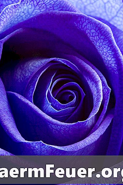 Sinised roosid pulmadeks