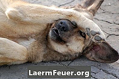 Bruch von caninen Leberläsionen