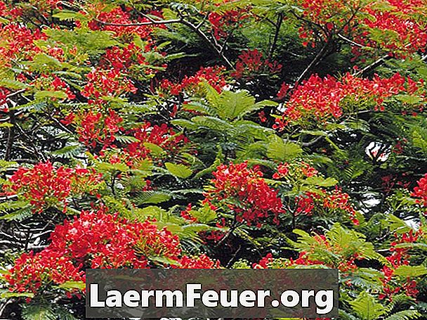 Δέντρο με φύλλα μιμόζας και πορτοκαλί λουλούδια