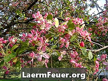 Дерева, які цвітуть на початку весни