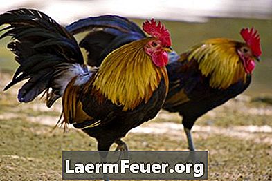 Salud de las gallinas: problema en los pies