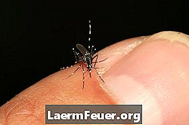 Aedes aegyptiのライフサイクル