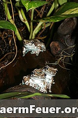 Лягушки амазонки