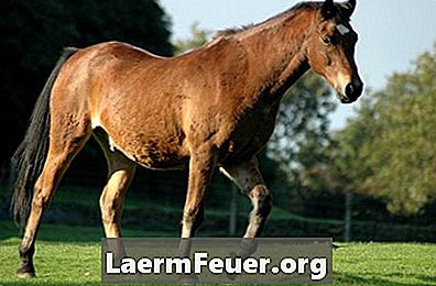Συμπτώματα συμφορητικής καρδιακής ανεπάρκειας σε άλογα